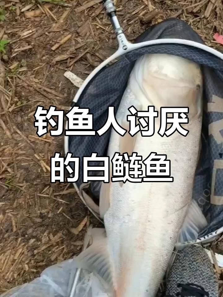 紅龍魚小時候一天喂幾次（紅龍魚一天喂幾次）