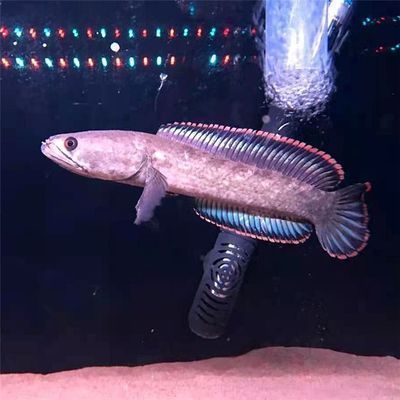 雷龍魚的壽命有多長(zhǎng)（雷龍魚的壽命通常為15-20年但具體壽命取決于多種因素）