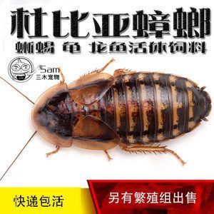 龍魚吃啥能變色啊圖片視頻下載：如何判斷龍魚食物新鮮度