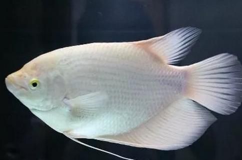 紅眼招財鱈龍魚吃什么：紅眼招財鱈龍魚吃什么，