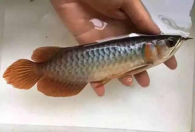 龍魚內寄怎么治（如何治療龍魚內寄）