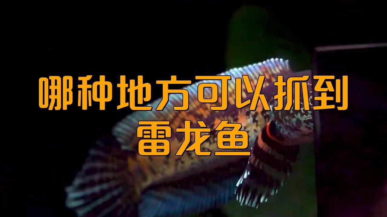 雷龍魚分布在中國哪里