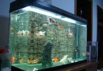 金龍魚缸ph值多少算正常：金龍魚缸ph值多少算正常金龍魚缸ph值多少算正常