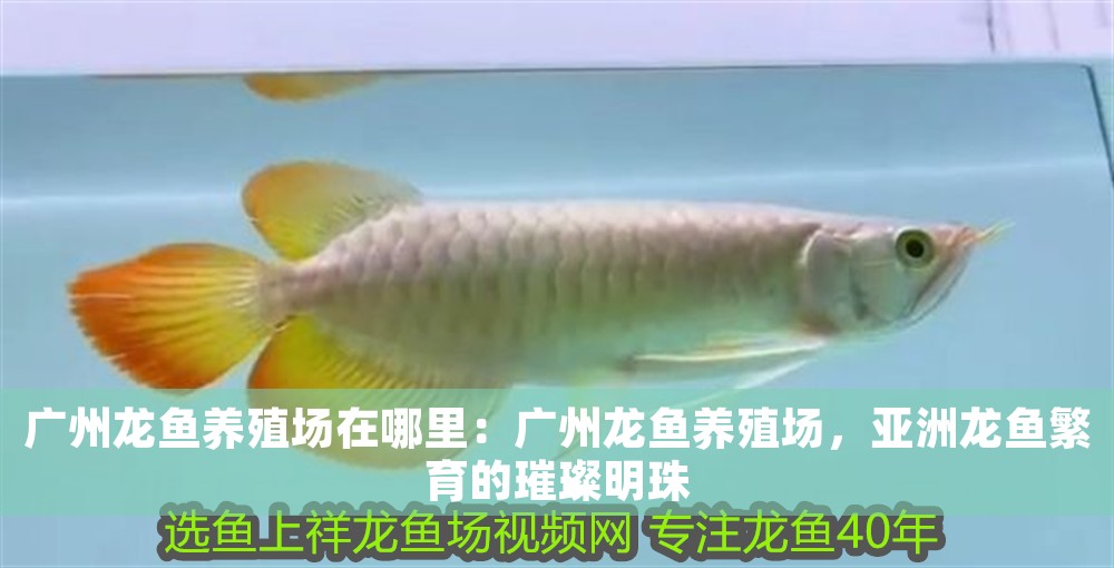 廣州龍魚養殖場在哪里：廣州龍魚養殖場，亞洲龍魚繁育的璀璨明珠