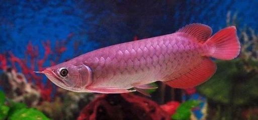 紅龍魚金龍魚銀龍魚哪個貴（紅龍魚和金龍魚哪個貴）