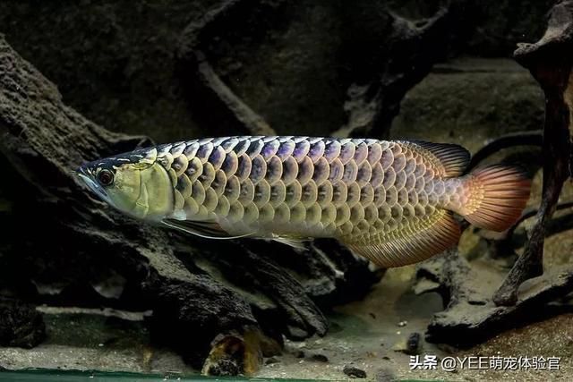 龍魚口感