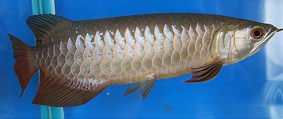 如何判斷高背龍魚的品質(zhì)？