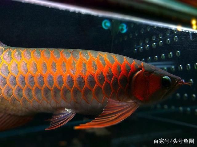新來(lái)的龍魚趴缸：新來(lái)的龍魚趴缸怎么辦