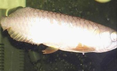 龍魚斷鰭多久長好：龍魚斷鰭后的恢復時間