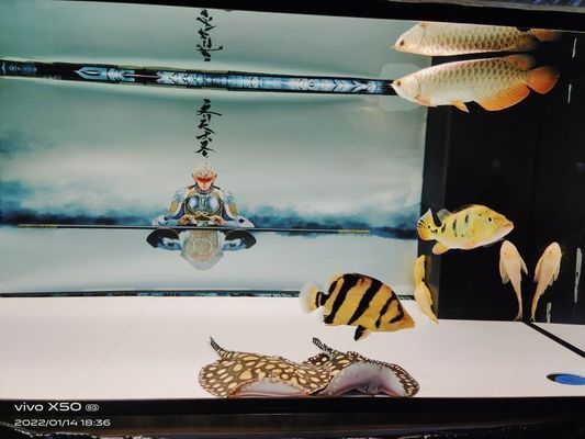 金龍魚和銀龍魚混養可以嗎（金龍魚和銀龍魚可以混養嗎）