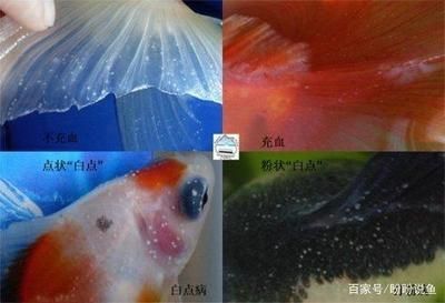 金龍魚一條的價格：金龍魚有多貴一條？揭秘天價觀賞魚背后的市場與價值