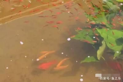 龍魚養幾條好吉利（養幾條龍魚好吉利）