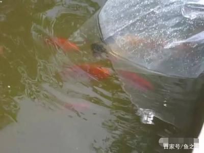 龍魚養幾條好吉利（養幾條龍魚好吉利）
