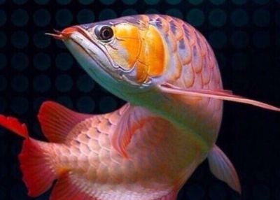 泥鰍的粘液對龍魚的影響：泥鰍體表的粘液對龍魚有什么影響