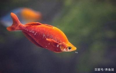 60厘米紅龍魚價格表：60厘米紅龍魚價格受品種、飼養成本、市場需求等因素影響