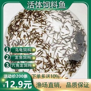 40公分龍魚喂多少飼料合適（40公分的龍魚每天喂食一次就足夠了這樣飼養龍魚）