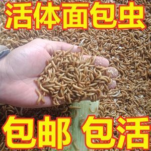 龍魚飼料一次喂多少粒（龍魚的飼料喂食量）