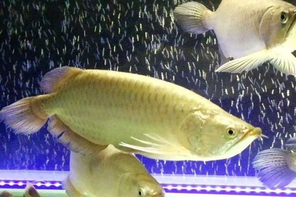 澳洲星點龍魚價格