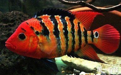 龍魚的養殖與鑒賞論文怎么寫（龍魚養殖與鑒賞論文）