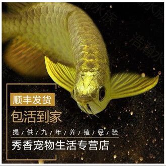 金龍魚小魚苗多少錢一條，金龍魚小魚苗價格