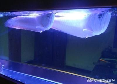 紅龍魚跟銀龍混養可以嗎（紅龍魚與銀龍魚混養在理論上是可行的）