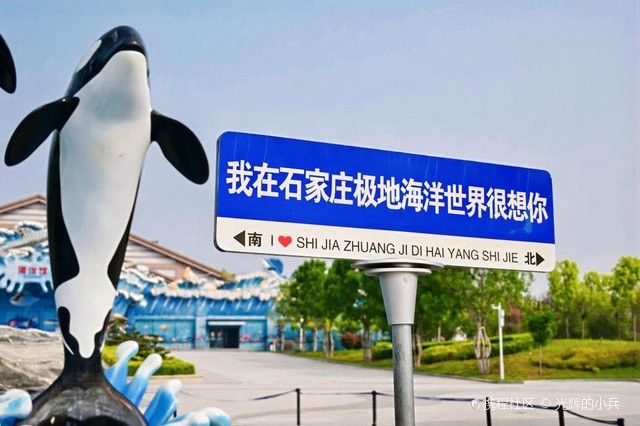 石家莊哪里有賣雷龍魚的市場(chǎng)啊