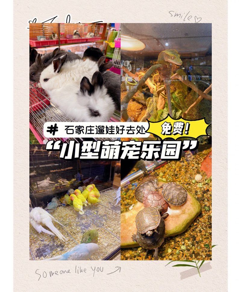 石家莊哪里有賣雷龍魚的市場(chǎng)啊