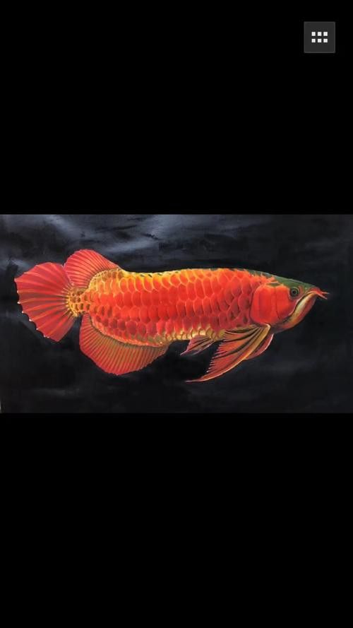 新加坡紅龍魚圖片大全高清壁紙