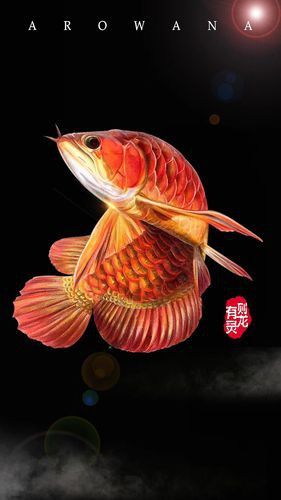新加坡紅龍魚圖片大全高清壁紙