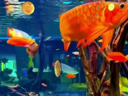 新加坡紅龍魚圖片大全高清壁紙