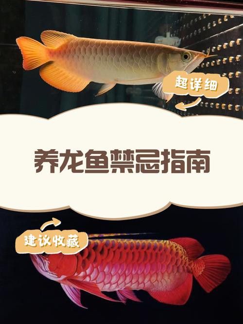 金龍魚什么魚不吃