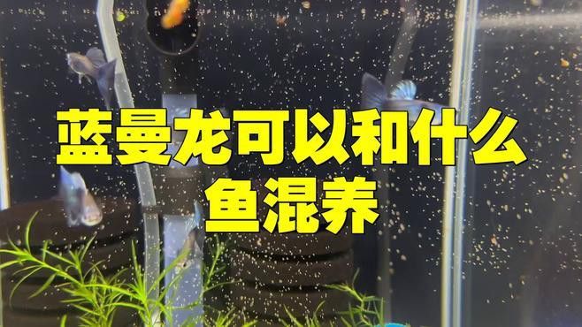 藍曼龍魚混養