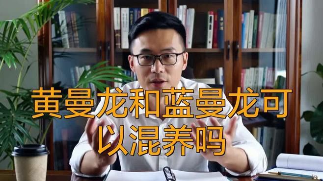 藍曼龍魚混養