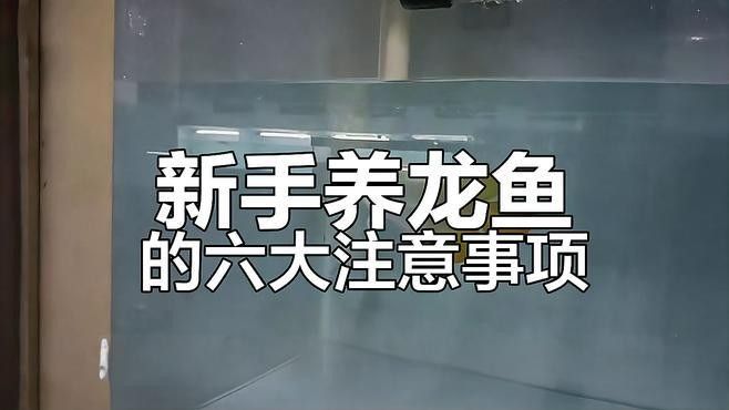 龍魚好養嗎,要求高嗎視頻教程