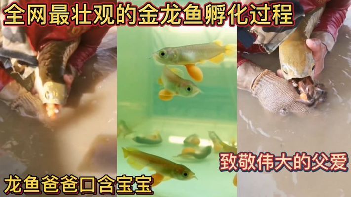 龍魚(yú)爸爸嘴里含寶寶100天不進(jìn)食的影響（雄性龍魚(yú)在含卵期間不吃東西會(huì)導(dǎo)致死亡嗎？）