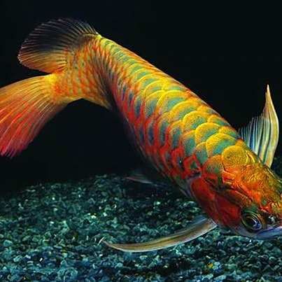 龍魚爛鱗會自愈嗎？