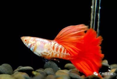 紅金龍魚尾巴分叉是什么原因：紅金龍魚尾巴分叉可能是由于水質(zhì)問題、細菌感染、魚兒相互撕咬