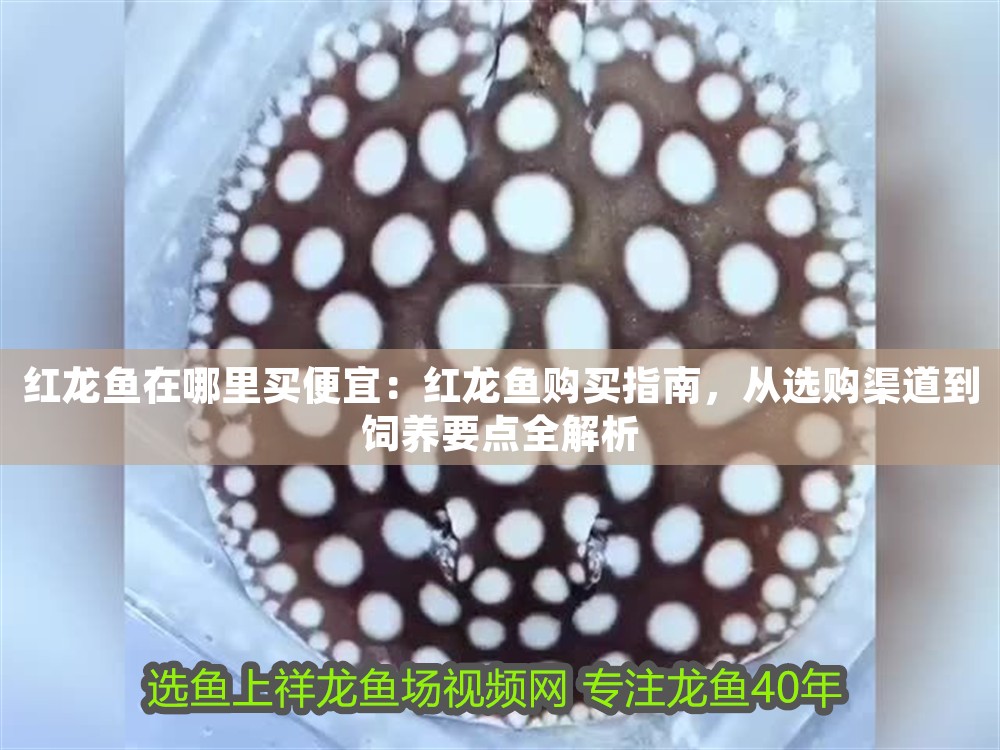 紅龍魚在哪里買便宜：紅龍魚購買指南，從選購渠道到飼養(yǎng)要點全解析
