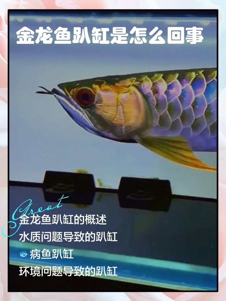 金龍魚趴缸底魚鱗有東西