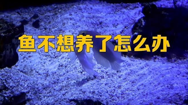 銀龍魚(yú)不想養(yǎng)了怎么處理