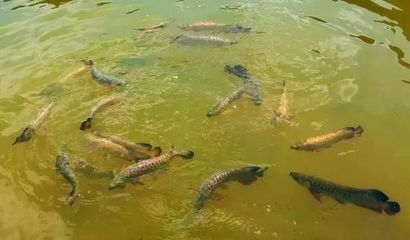 野生龍魚生活環境特點（野生龍魚的生活環境因其種類不同而有所差異）