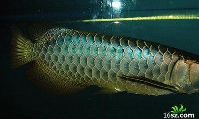 龍魚(yú)的顏色是自然與后天因素共同作用的結(jié)果的結(jié)果：龍魚(yú)的顏色是自然與后天因素共同作用的結(jié)果是自然的