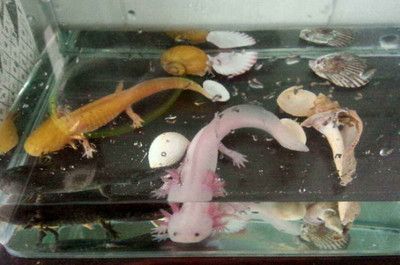 六角龍魚怎么分辨公母（六角龍魚性別辨別）