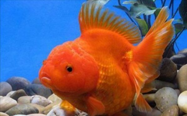 為什么有錢人喜歡養龍魚：為什么有錢人喜歡養龍魚，有錢人喜歡養龍魚的原因是多方面的