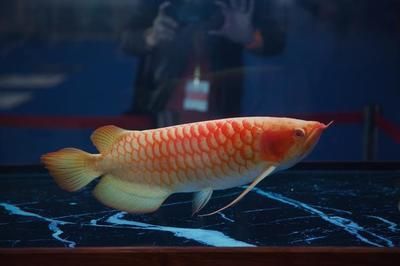 為什么有錢人喜歡養龍魚：為什么有錢人喜歡養龍魚，有錢人喜歡養龍魚的原因是多方面的