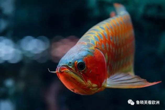 新加坡紅龍魚圖片欣賞大全高清