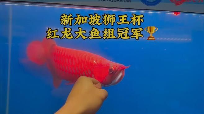 新加坡紅龍魚圖片欣賞大全高清