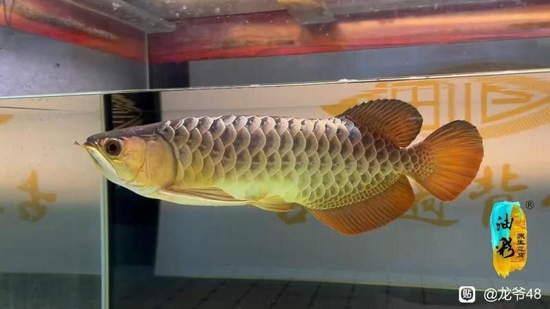 龍魚水泡病會自愈嗎？