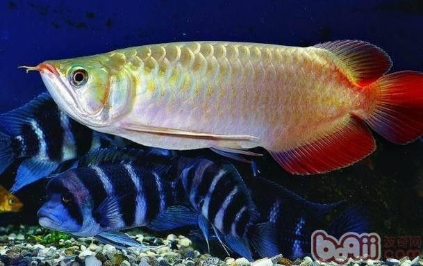 龍魚水泡病會自愈嗎？