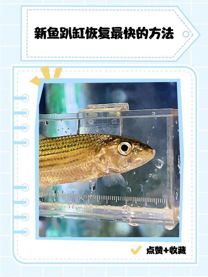 新魚趴缸恢復最快的方法